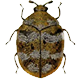 Carpet Beetle Pest