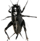 Cricket Beetle Pest