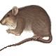 Rodent Mice Pest