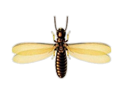 🐜